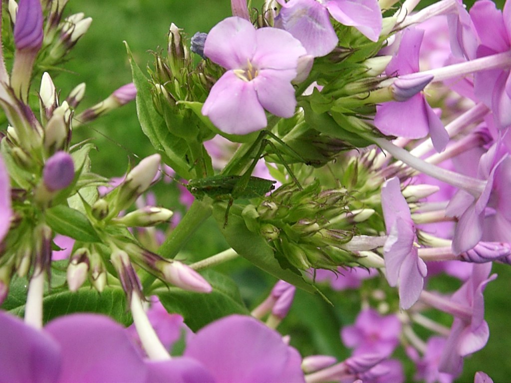 Katy and her blossoming flowers...Thomas Peace c. 2012