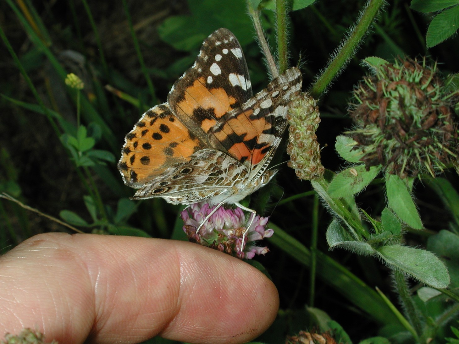 Photograph of Butterfly by Thomas Peace copyright 2012