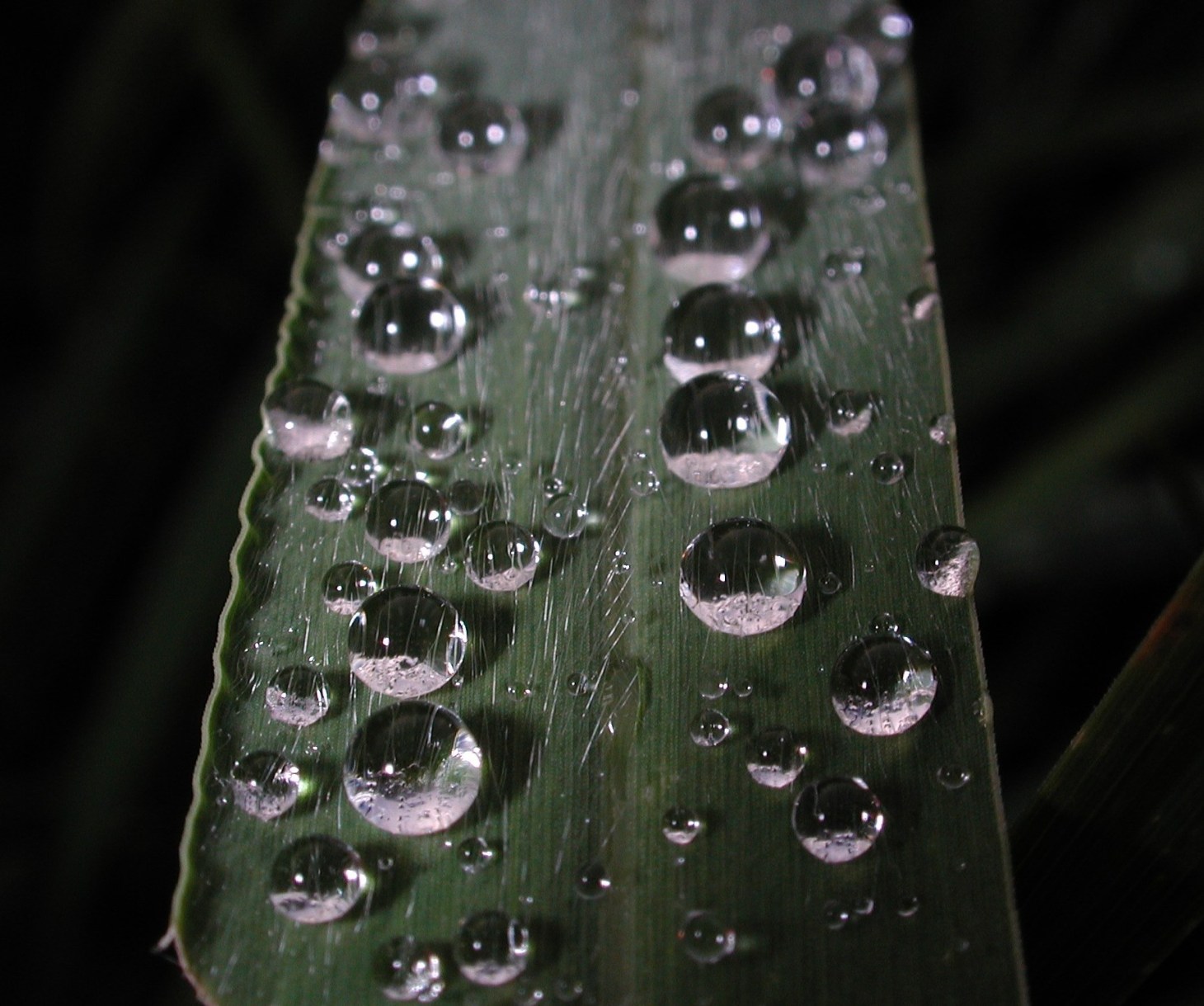 Leaf of Grass byThomas Peace 2012