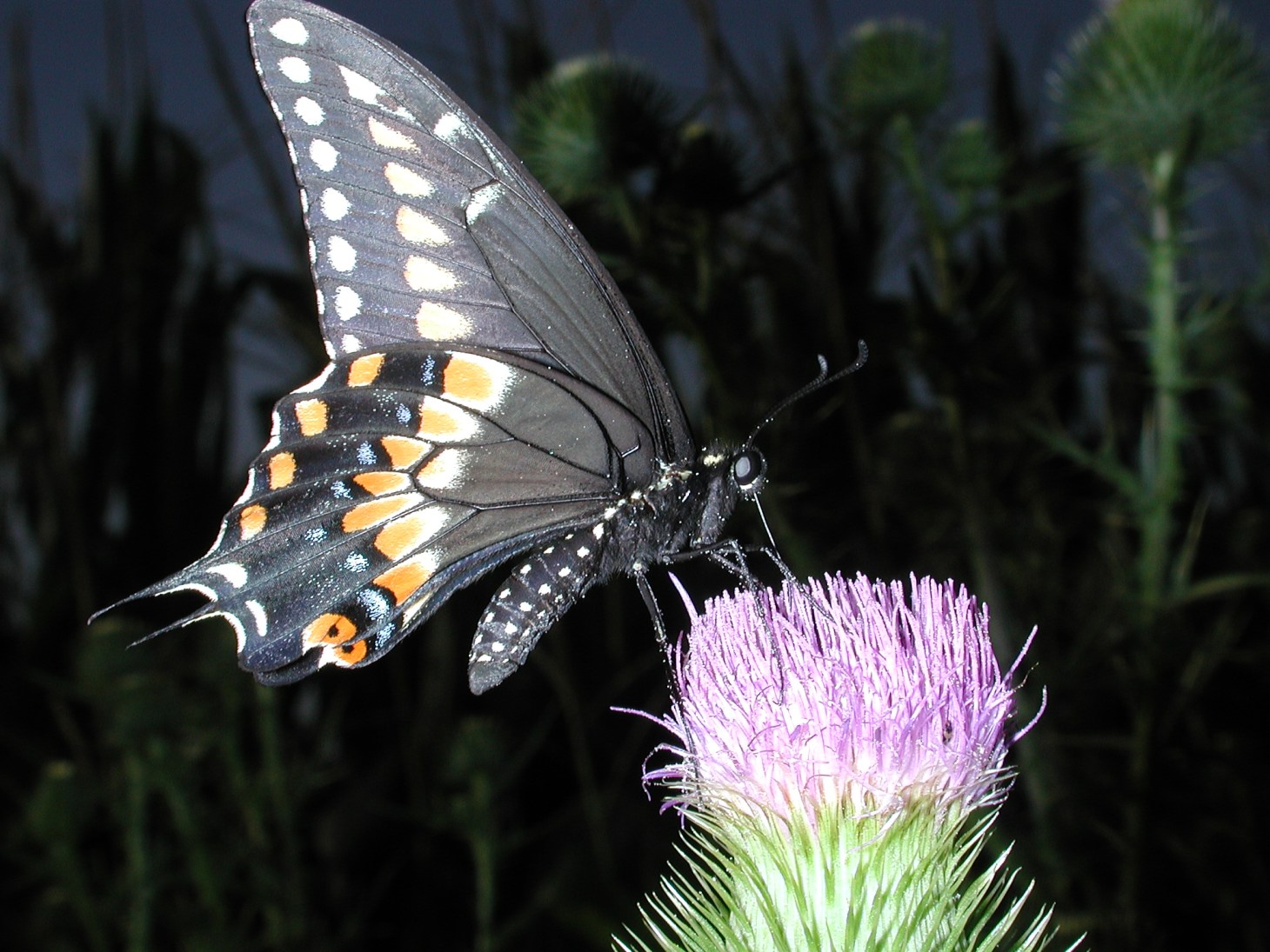 Black Swallowtail pic by Thomas Peace c. 2012