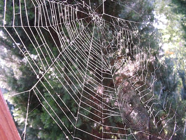 The Immortal Web of Time (1) by Thomas Peace 2013