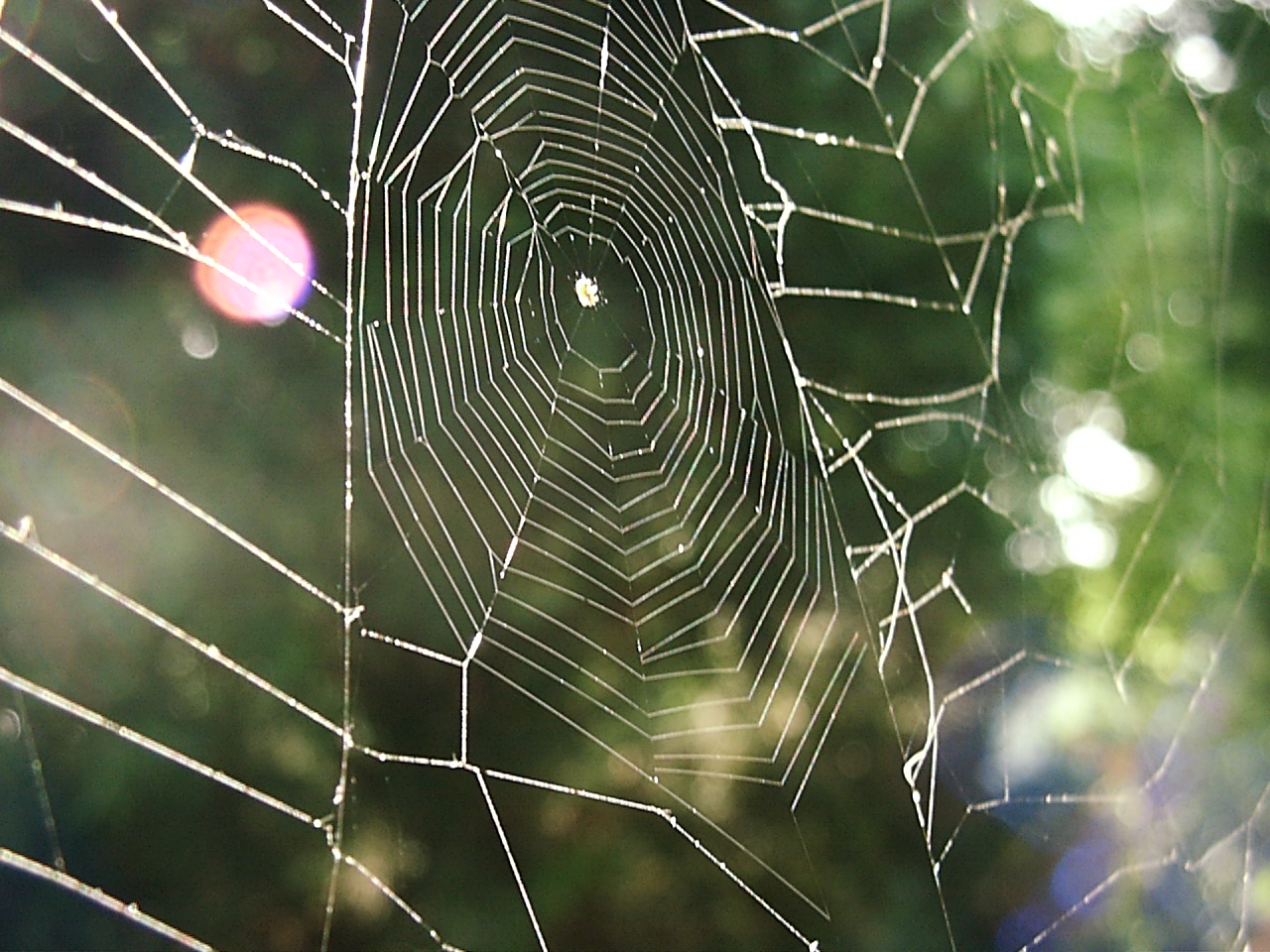 The Immortal Web of Time (2) by Thomas Peace 2013