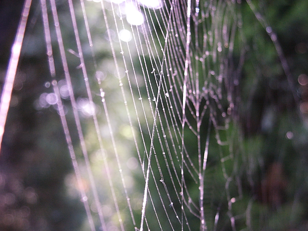 The Immortal Web of Time (3) by Thomas Peace 2013