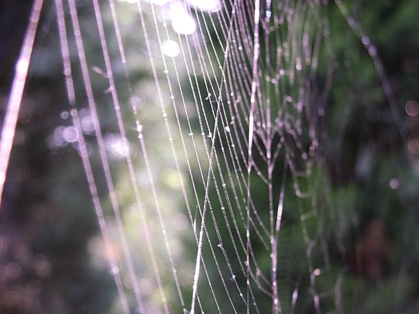 The Immortal Web of Time (3) by Thomas Peace 2013