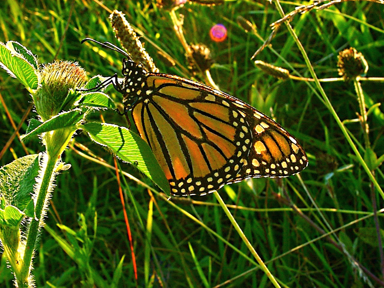 Just Being... photo by Thomas Peace 2013
