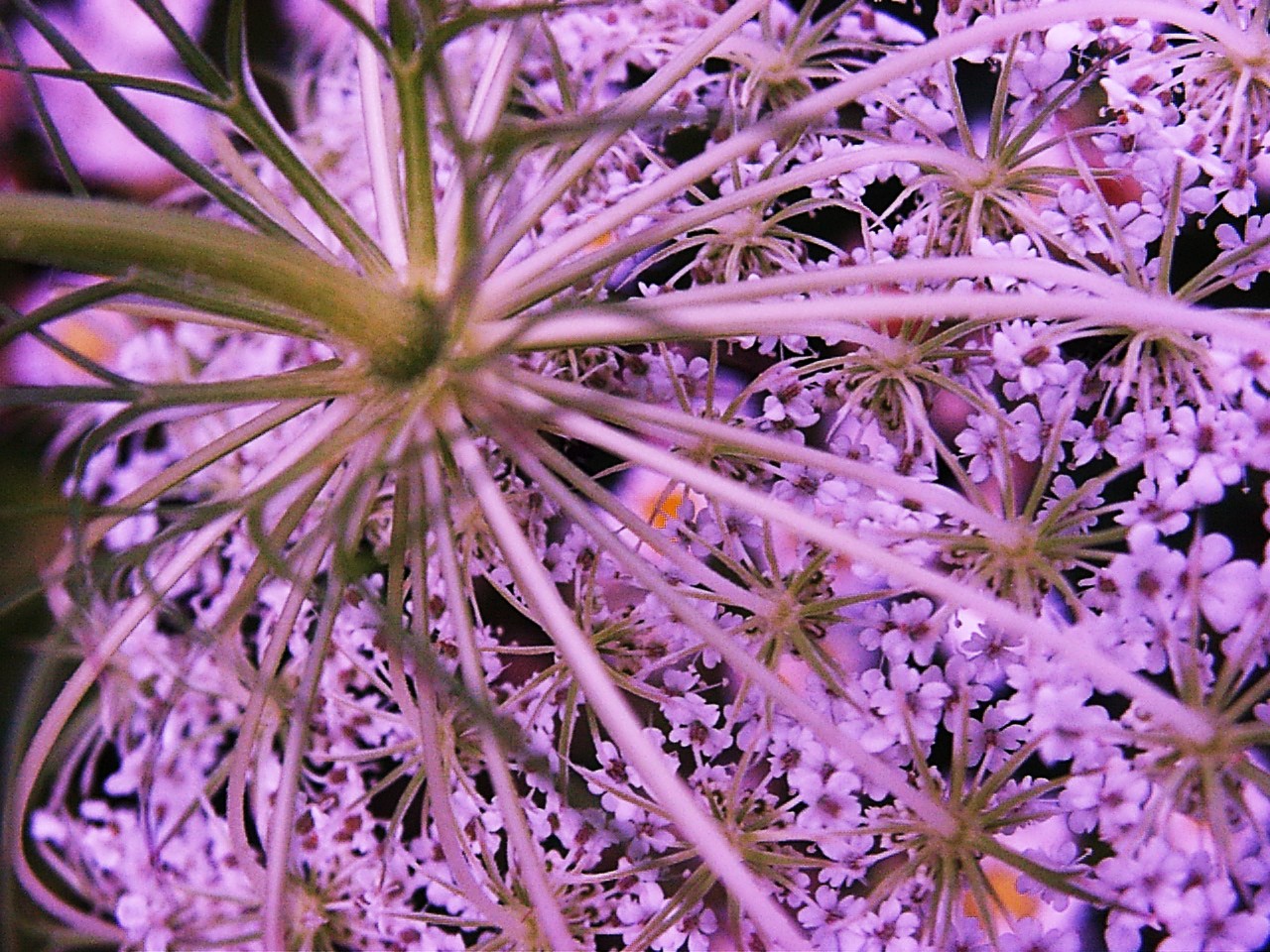 Floral Integrity... by Thomas Peace 2013