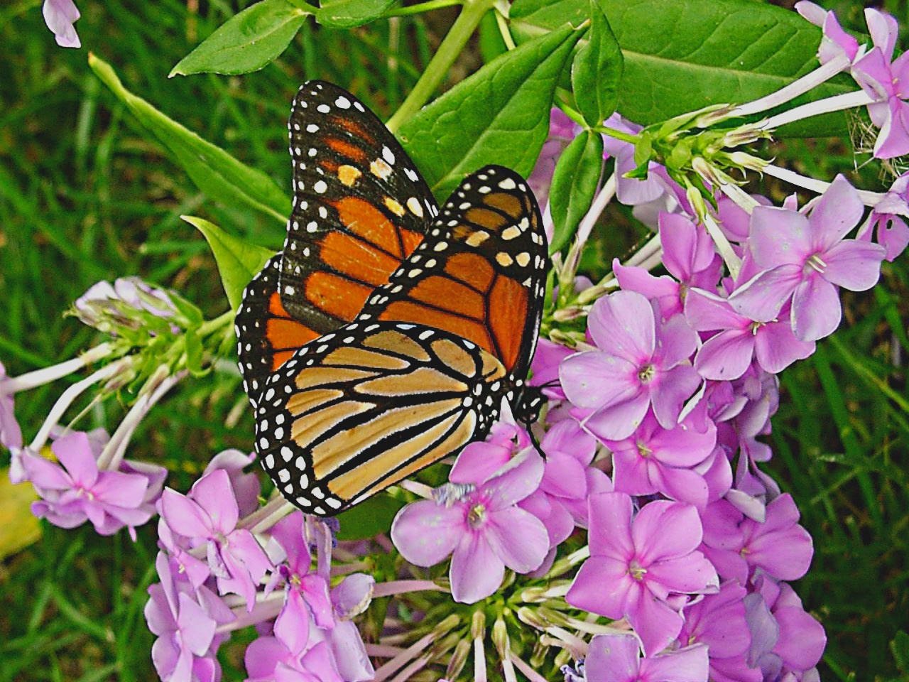 Close encounter... by Thomas Peace 2013