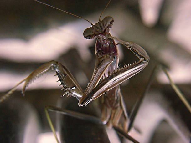 Mantis (4) by Thomas Peace 2013