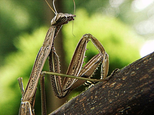 Mantis (3) by Thomas Peace 2013