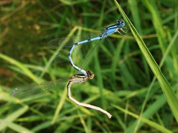 Damsel fly mating ritual Thomas Peace c. 2013