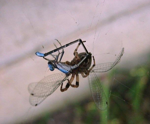 Spider & Damsel fly by Thomas Peace c. 2013