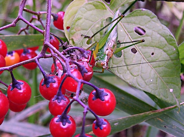 Feasting... by Thomas Peace 2013