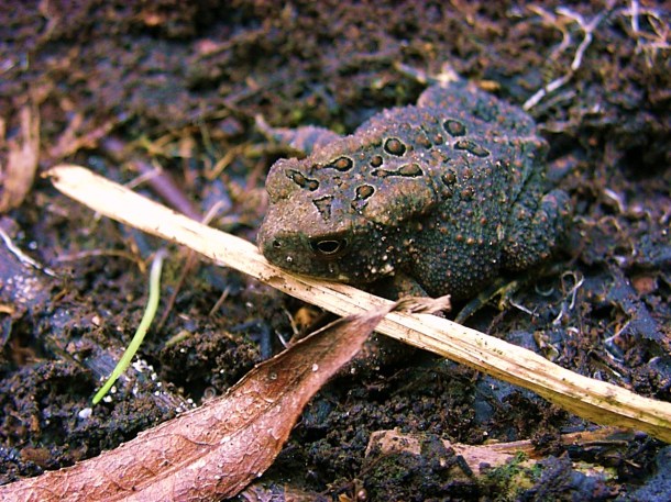 Self Portrait... by Thomas Peace 2013