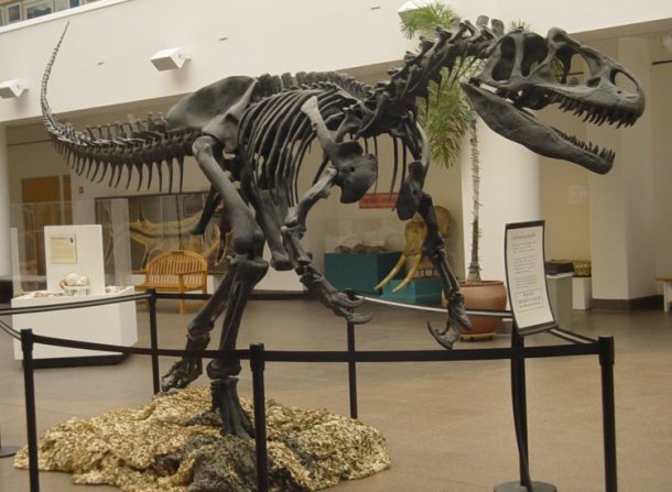 Allosaurus (San Diego Natural History Museum)