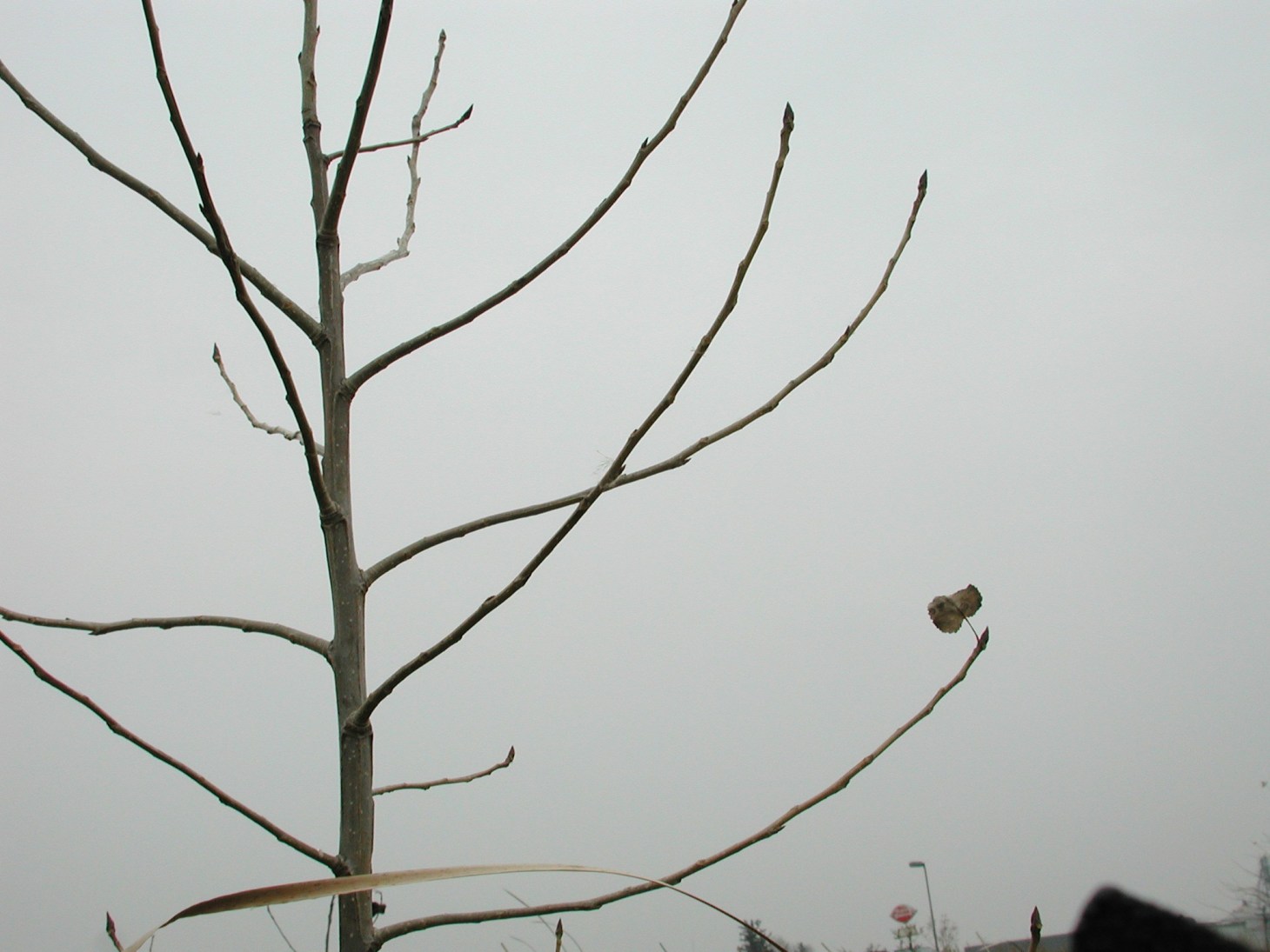 Connected to the Whole... photo by Thomas Peace c.2013