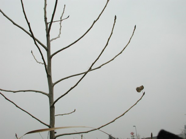 Connected to the Whole... photo by Thomas Peace c.2013