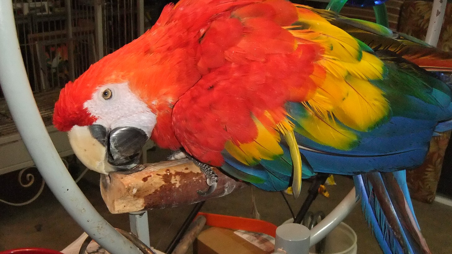 Photo of Scarlet by Thomas Peace c.2013