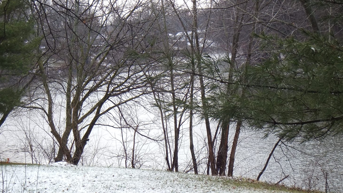 Trees on the Beach by Thomas Peace 2013