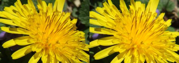 Bee's Friend, Man's Enemy by Thomas Peace c.2013