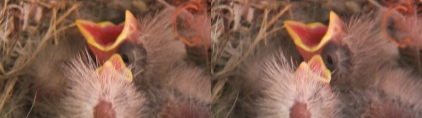 Fledglings by Thomas Peace c.2013