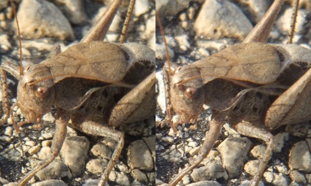 Jiminy Cricket by Thomas Peace c.2013