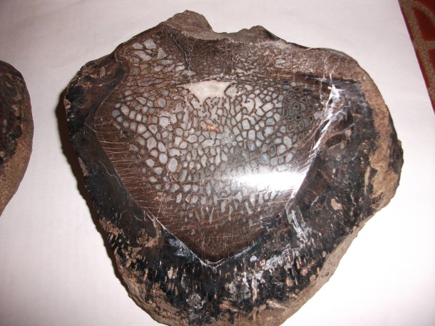 Allosaurus Vertebra (5) by Thomas Peace c.2013