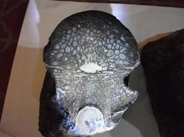 Allosaurus Vertebra (1) by Thomas Peace c. 2013