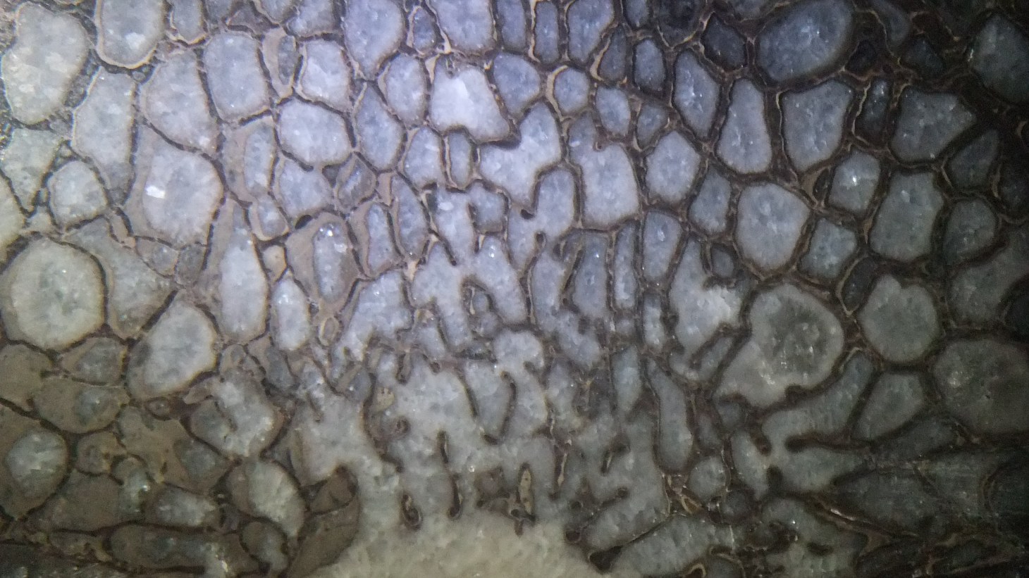 Allosaurus Vertebra (4) by Thomas Peace c.2013