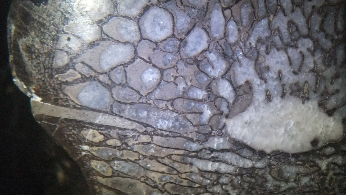 Allosaurus Vertebra (2) by Thomas Peace c.2013