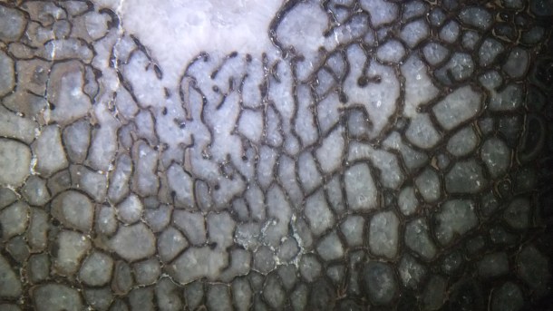 Allosaurus Vertebra (3) by Thomas Peace c.2013