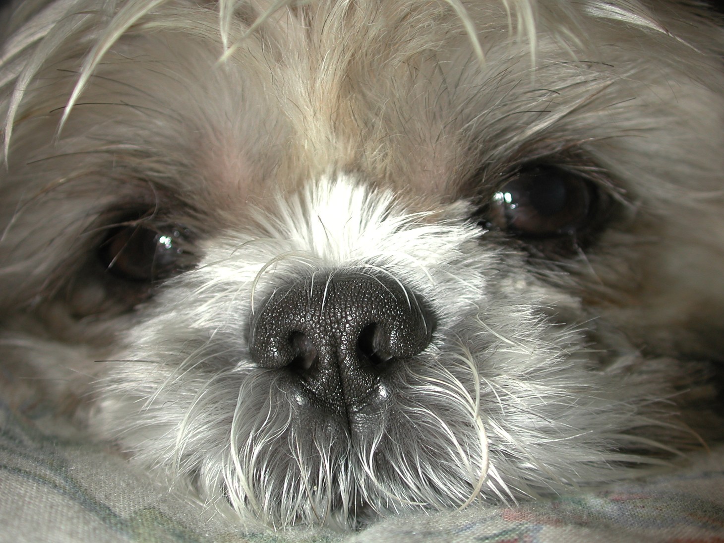 Shih Tzu (1) by Thomas Peace 2013