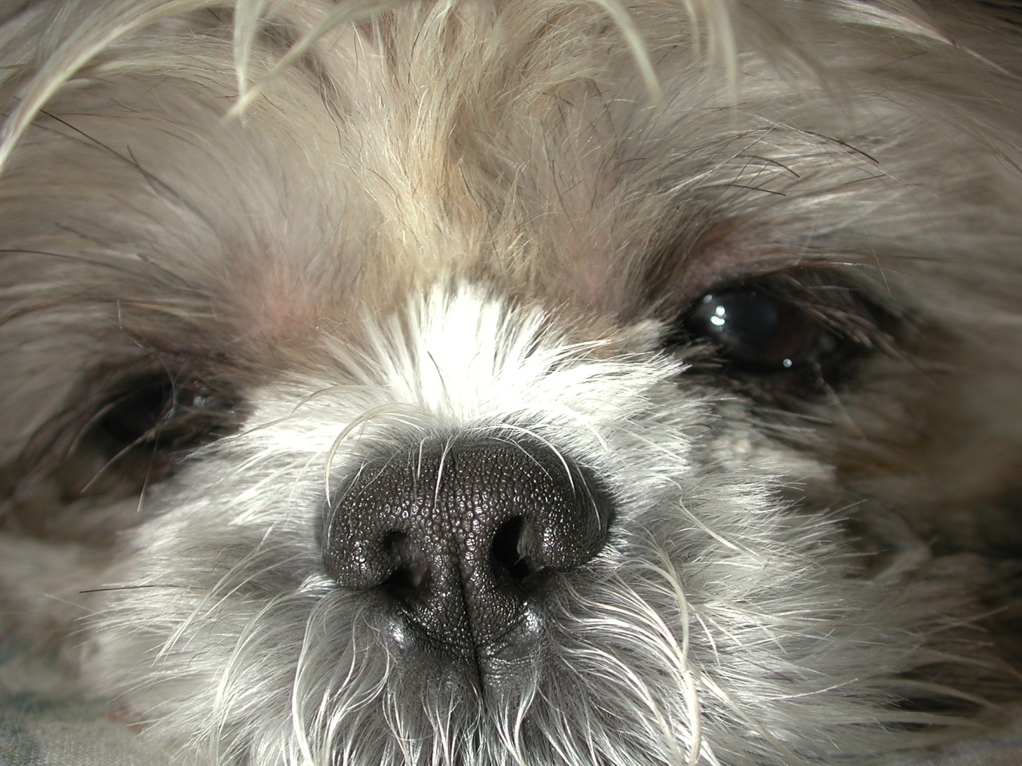 Shih Tzu (2) by Thomas Peace 2013