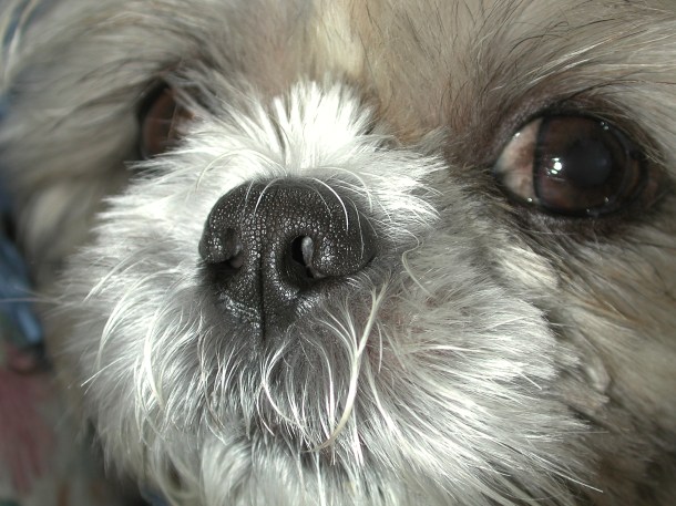 Shih Tzu (3) by Thomas Peace 2013