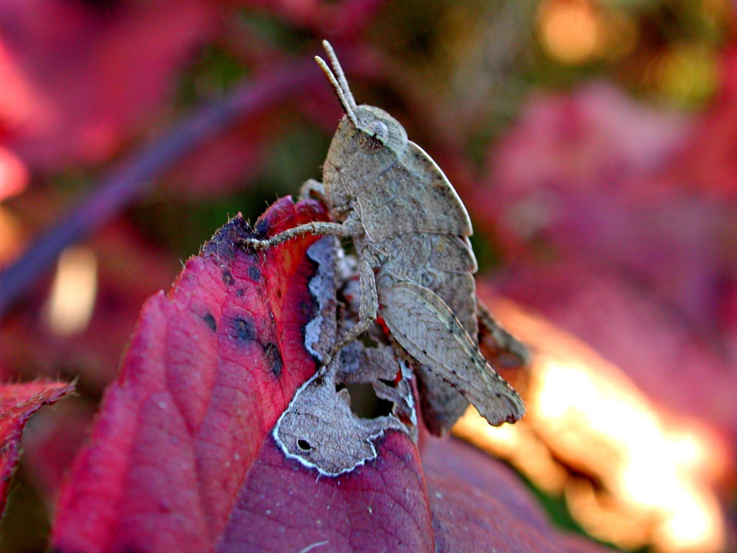 a like a grey rock...  by Thomas Peace 2013