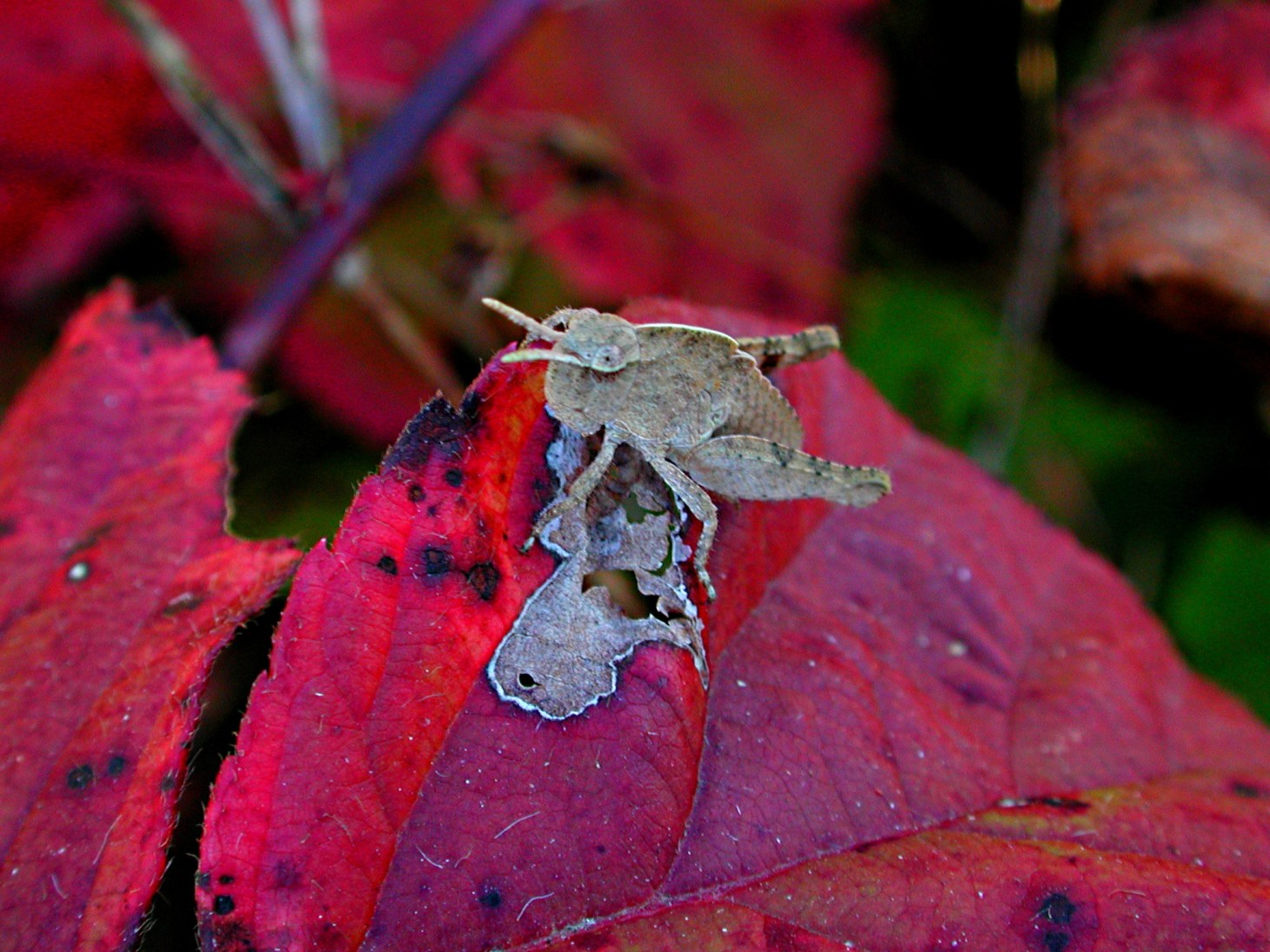 a like a grey rock (3)... by Thomas Peace 2013