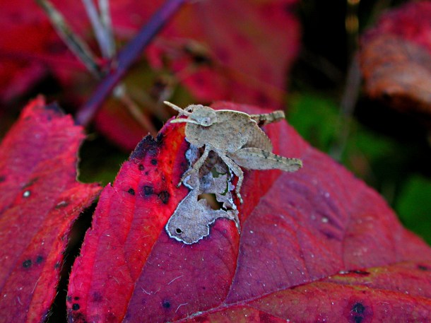 a like a grey rock (3)... by Thomas Peace 2013