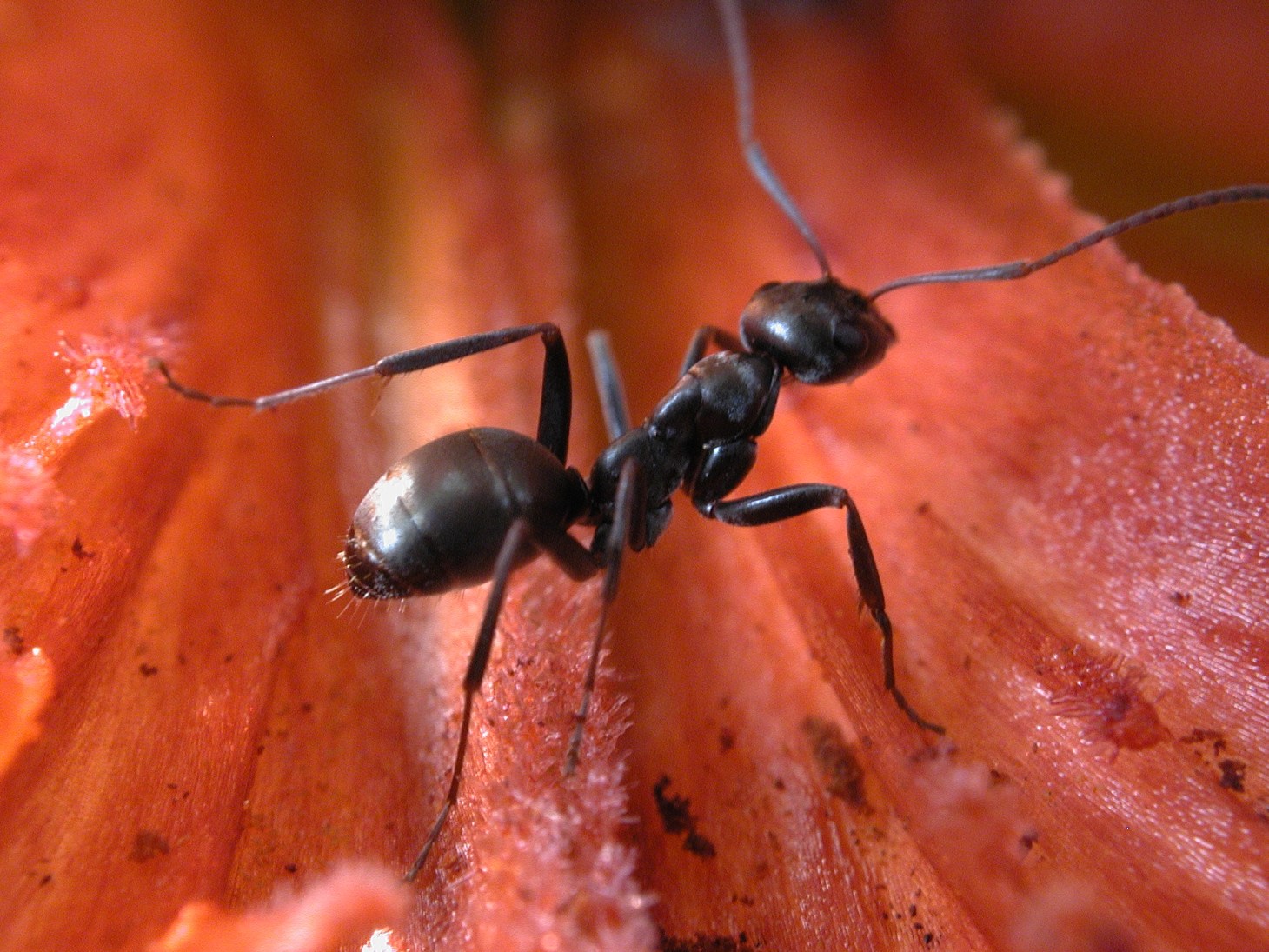 Lily with Ant photo by Thomas Peace c.2013