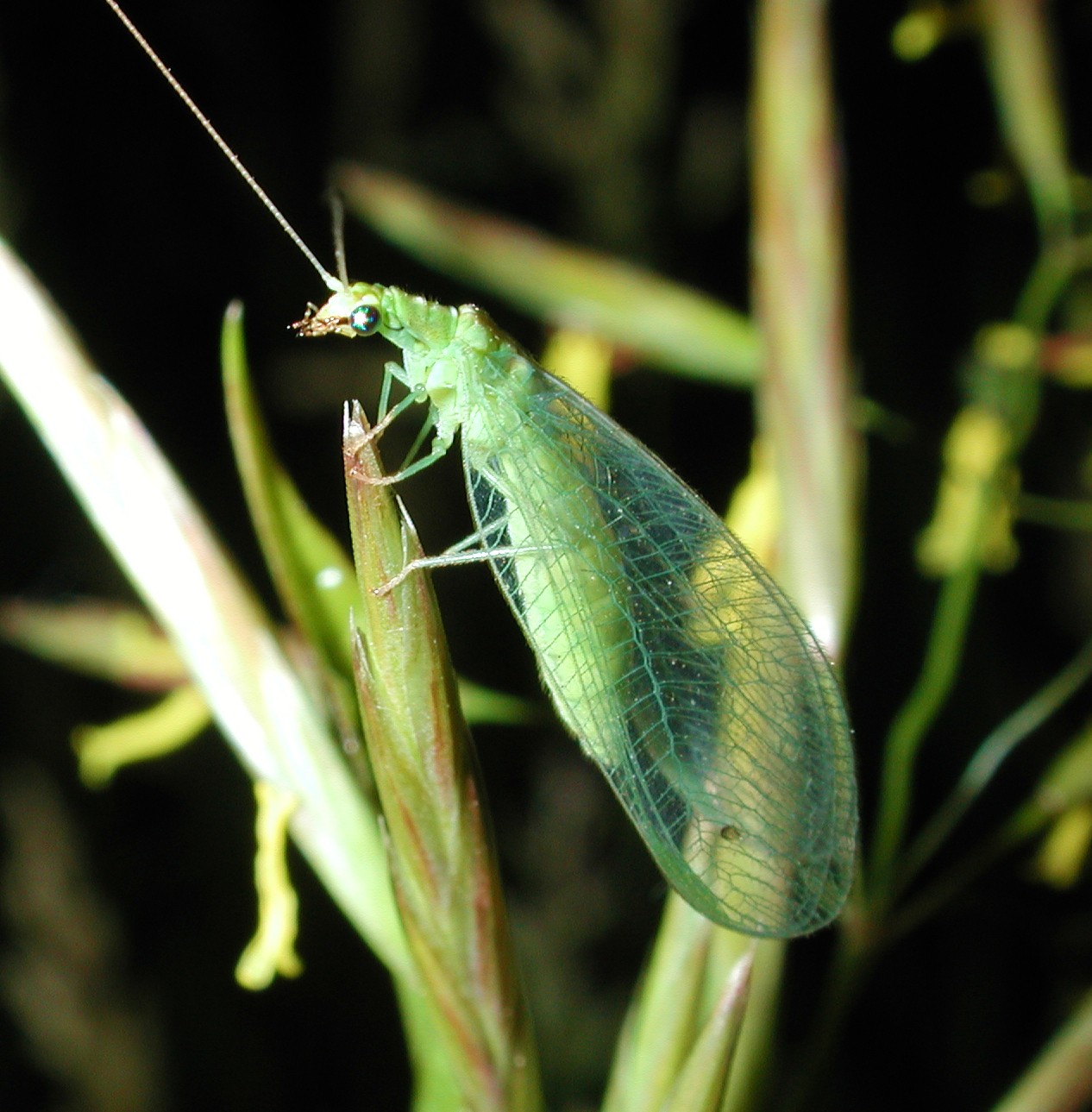 Lacewing by Thomas Peace 2013