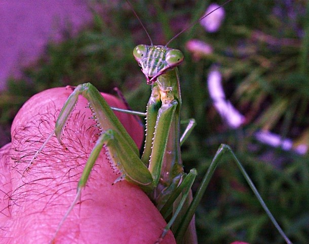 Mantis (2)... hanging out with Tom... by Thomas Peace  2013