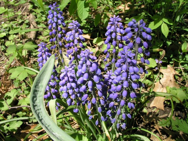 Grape Hyacinths by Thomas Peace 2013