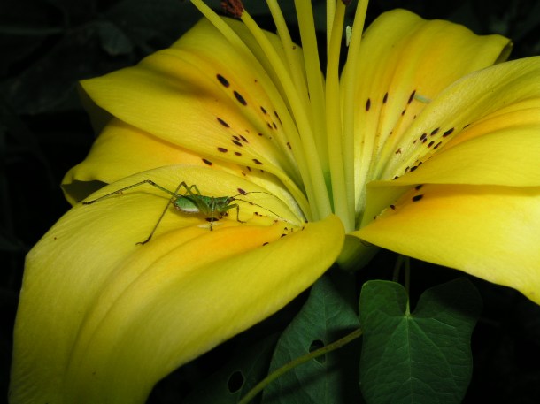 Three Bugs in an Eternal Flower (1) by Thomas Peace 2013
