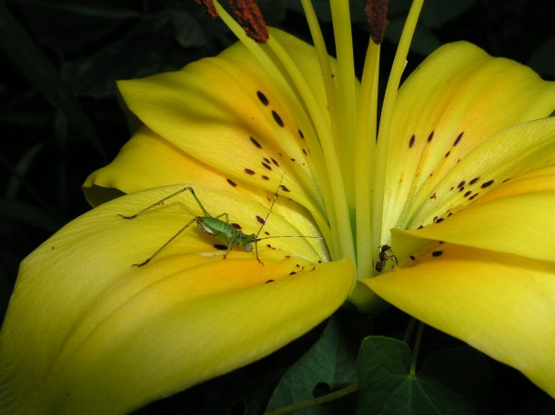 Three Bugs in an Eternal Flower (2) by Thomas Peace 2013