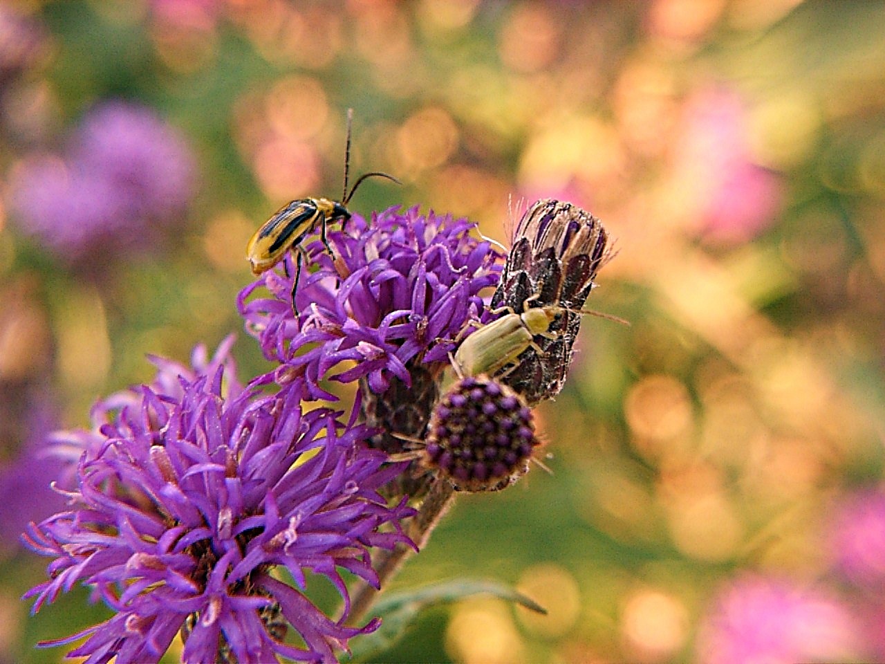 Purple Passion... photo by Thomas Peace 2013