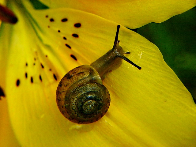 Friend (1) by Thomas Peace 2013