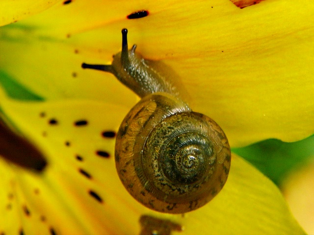 F(3) by Thomas Peace 2013