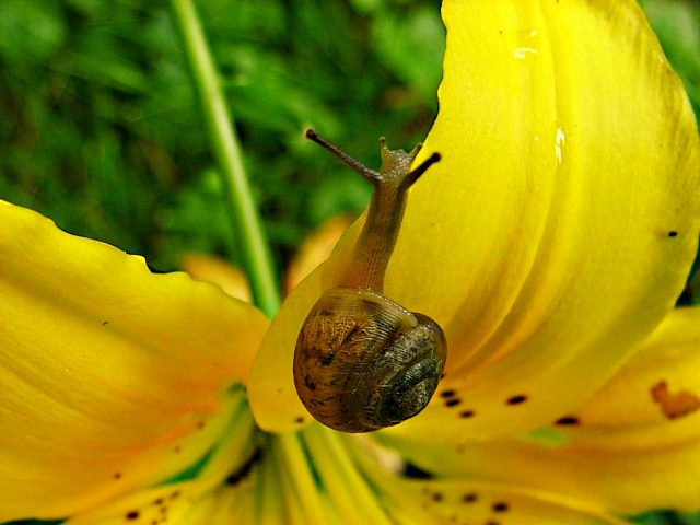 F (4) by Thomas Peace 2013