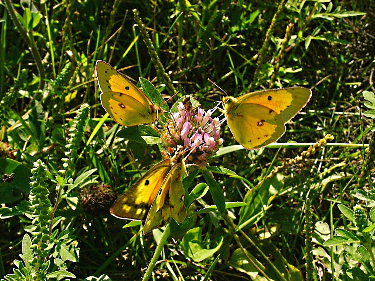 Four at the Clover Table... by Thomas Peace 2013