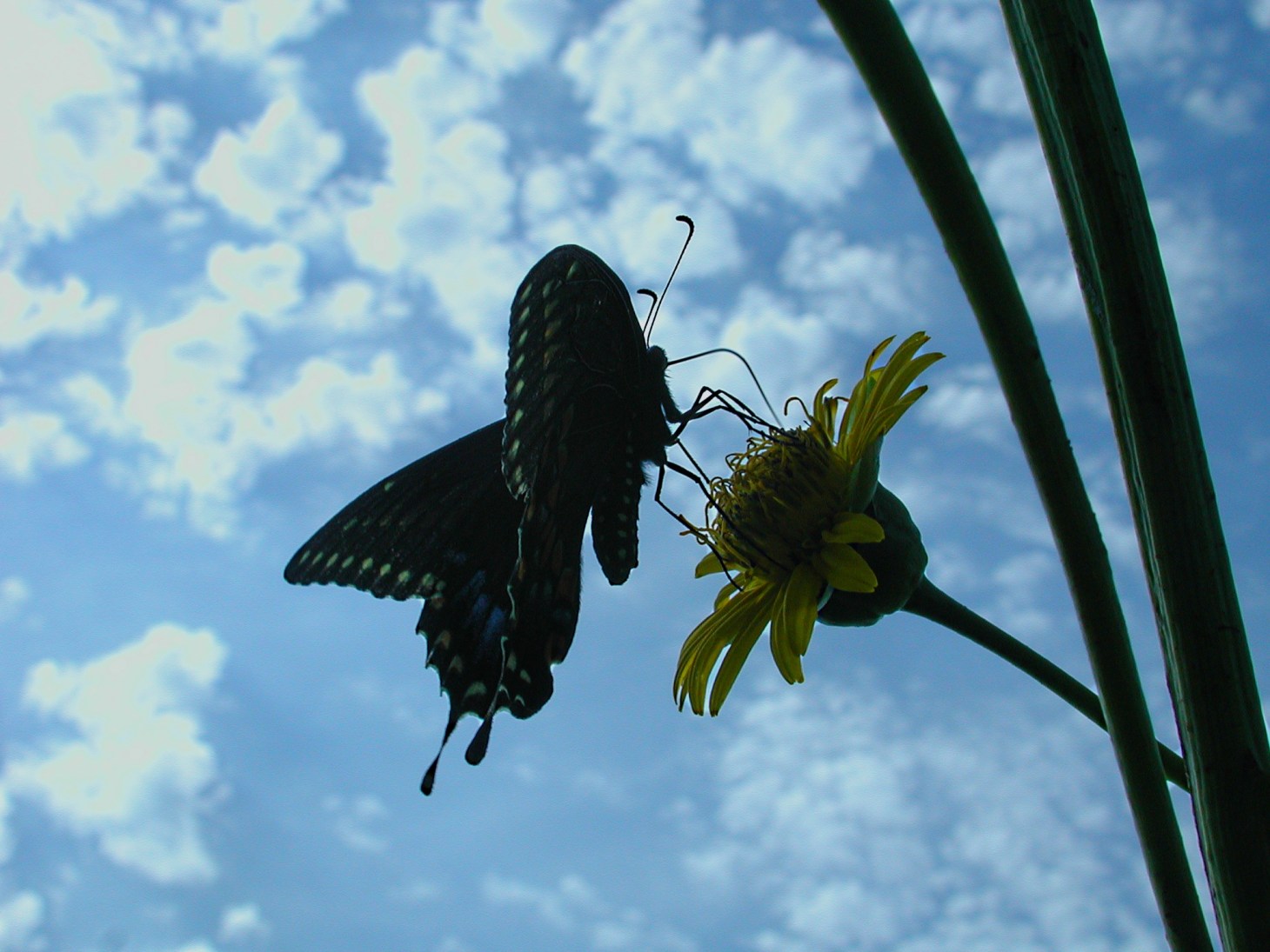 Pseudo-silhouette (2) by Thomas Peace 2013