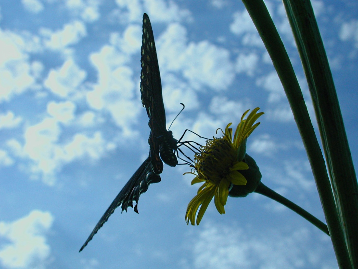 Pseudo-silhouette (3) by Thomas Peace 2013