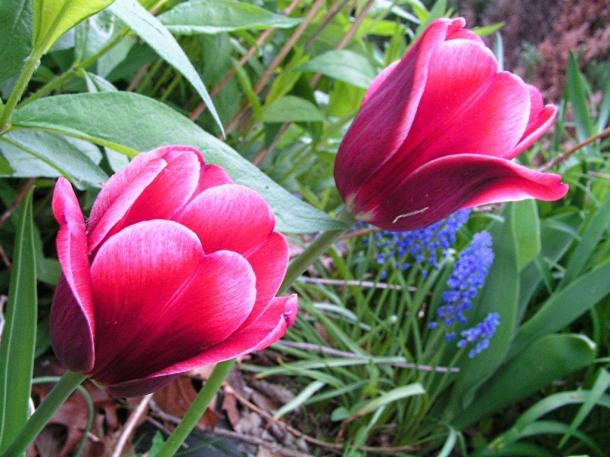 Two-lips for Valentines... by Thomas Peace 2013